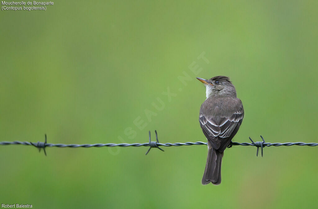 Northern Tropical Pewee