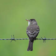 Northern Tropical Pewee