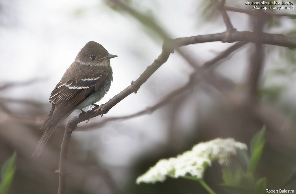 Northern Tropical Pewee