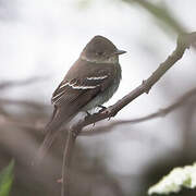 Northern Tropical Pewee