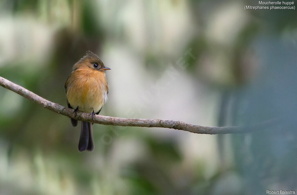 Northern Tufted Flycatcher