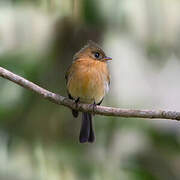 Northern Tufted Flycatcher