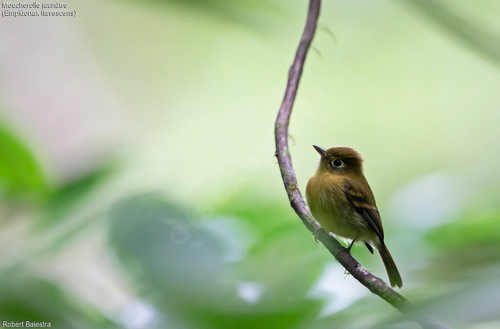 Yellowish Flycatcher