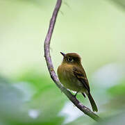 Yellowish Flycatcher