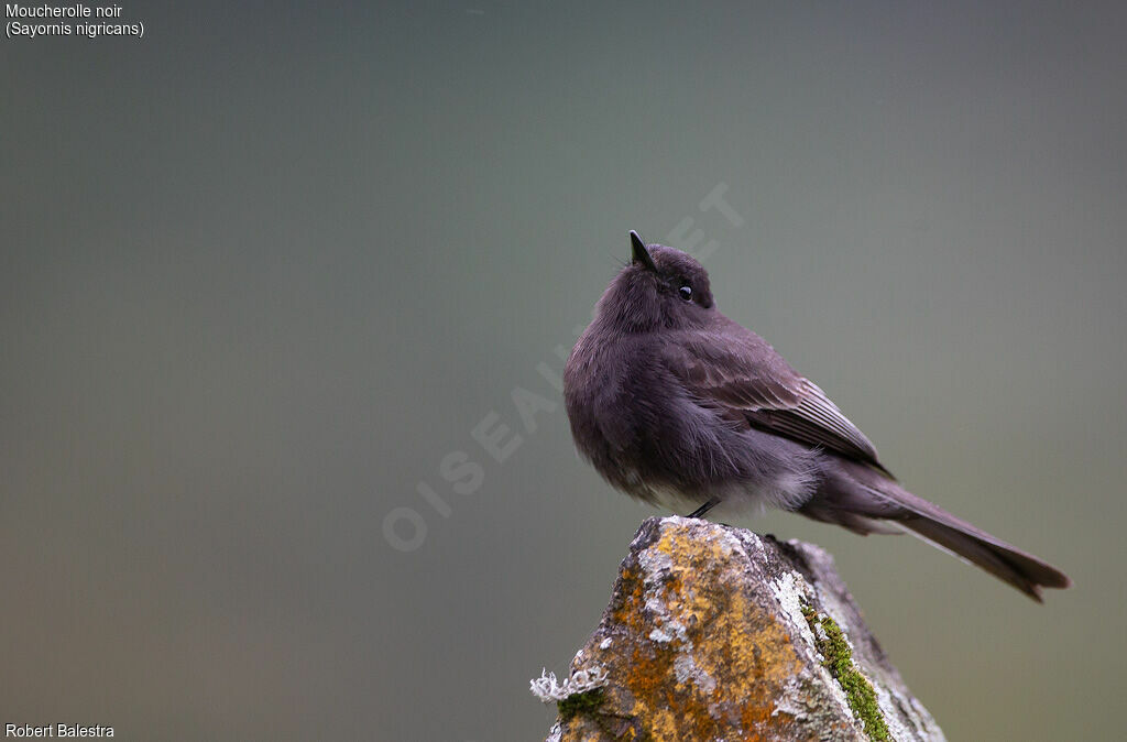 Black Phoebe