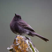 Black Phoebe