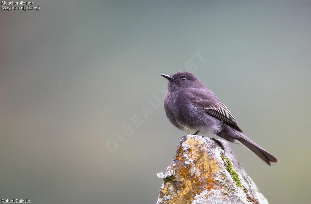 Black Phoebe