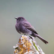 Black Phoebe