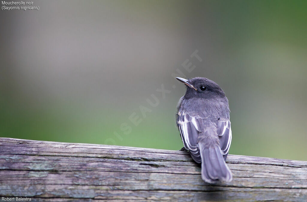 Black Phoebe