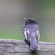 Black Phoebe