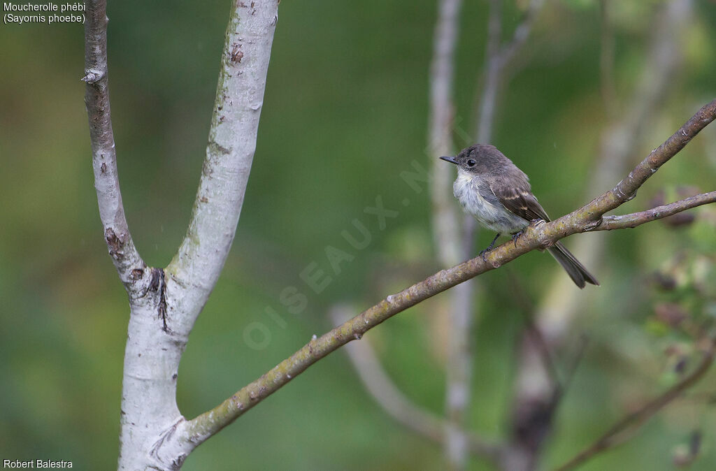 Eastern Phoebe