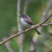 Eastern Phoebe