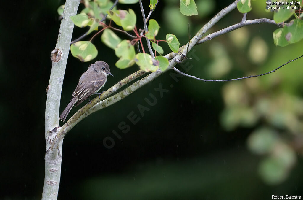 Eastern Phoebe