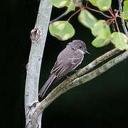 Eastern Phoebe