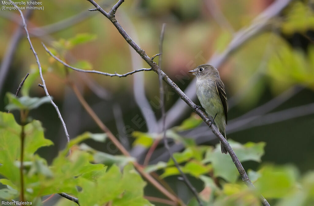 Least Flycatcher