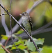 Least Flycatcher