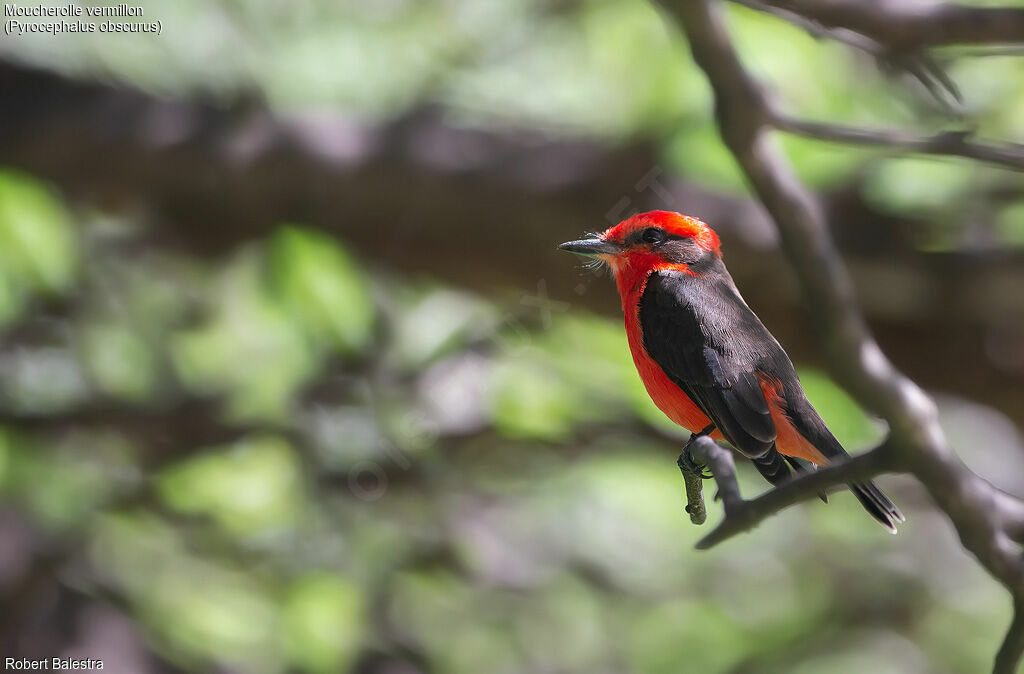 Vermilion Flycatcher