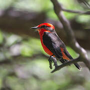 Vermilion Flycatcher