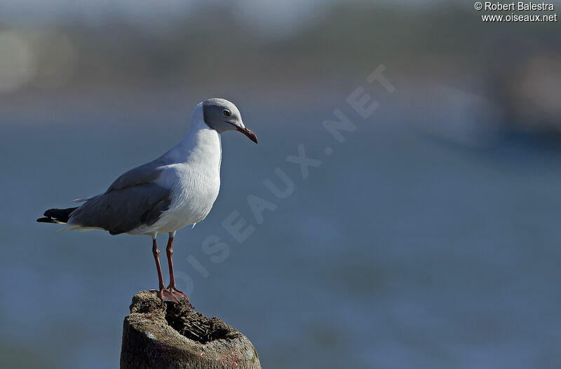 Grey-headed Gull