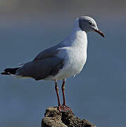 Grey-headed Gull