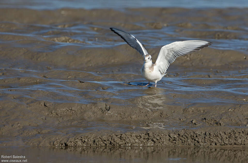 Mouette de Bonaparte1ère année, pigmentation