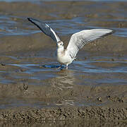 Mouette de Bonaparte