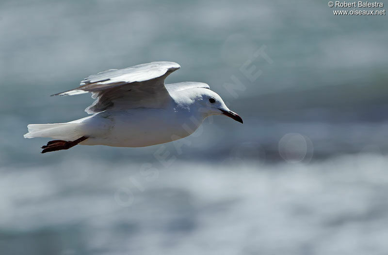 Hartlaub's Gull