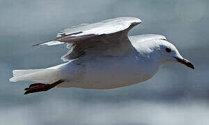 Hartlaub's Gull