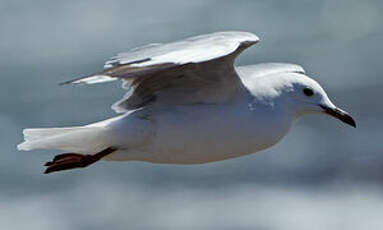 Mouette de Hartlaub