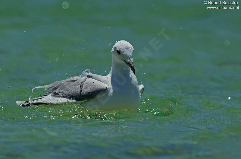 Mouette de Hartlaub