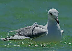 Hartlaub's Gull