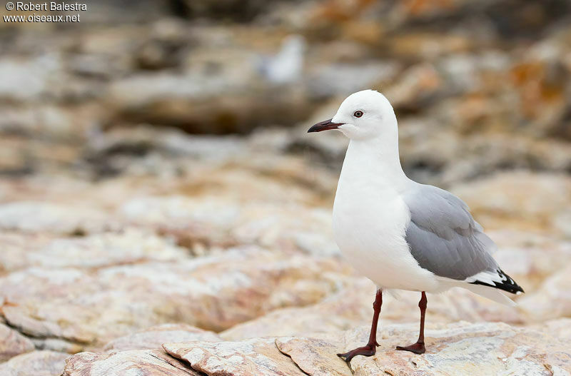 Hartlaub's Gull