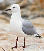 Hartlaub's Gull