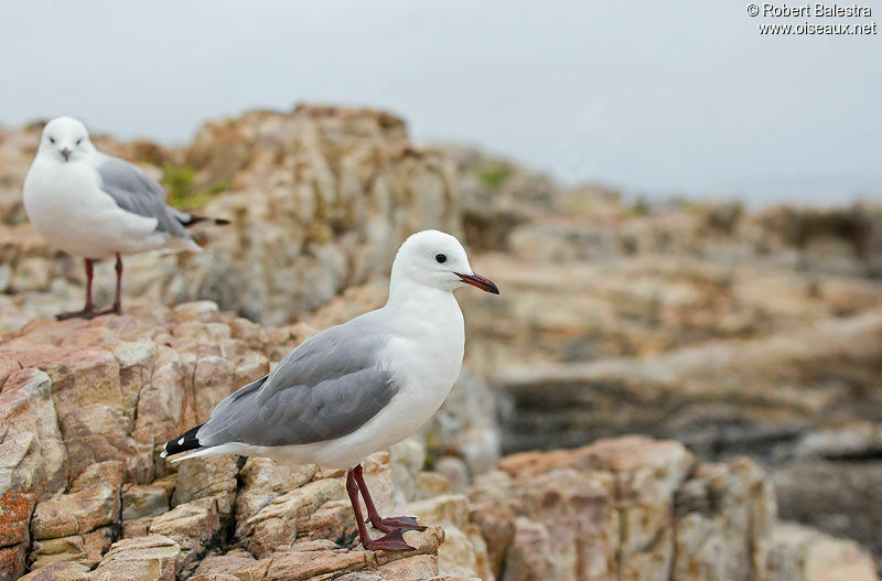 Hartlaub's Gull