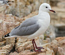 Mouette de Hartlaub