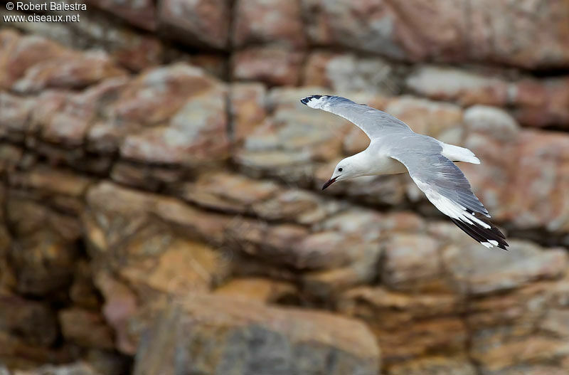 Mouette de Hartlaub