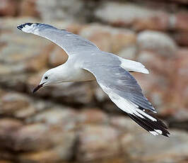 Mouette de Hartlaub