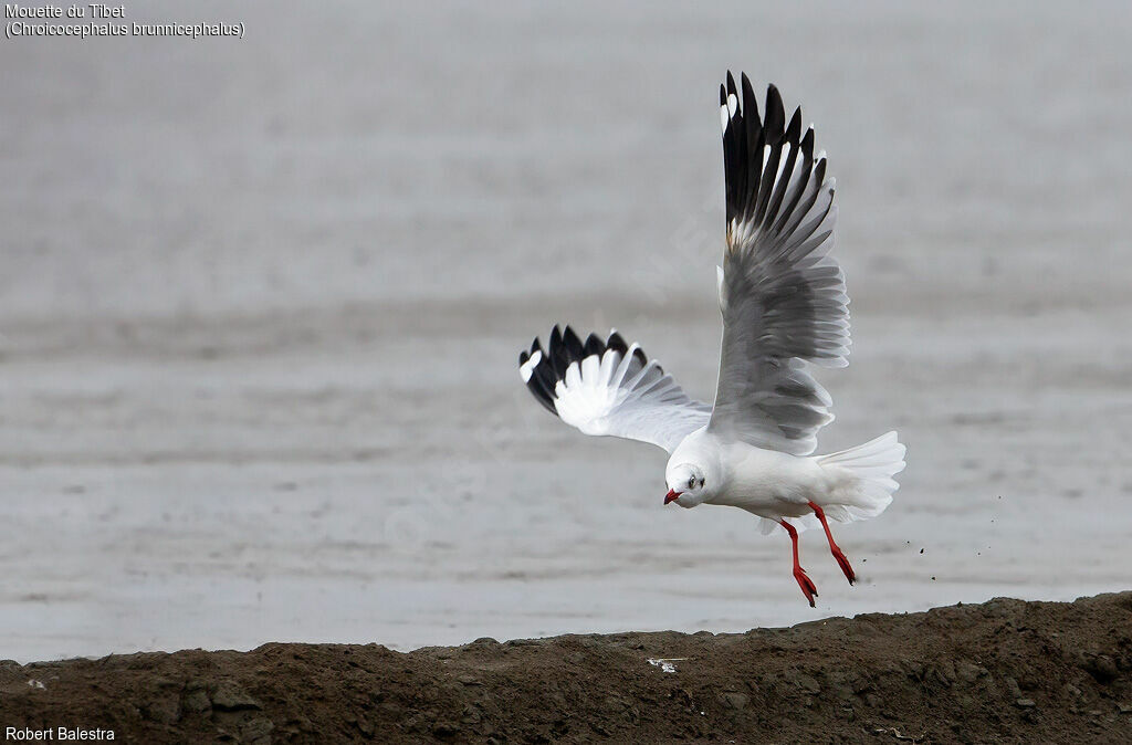 Mouette du Tibet