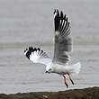 Mouette du Tibet