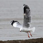 Mouette du Tibet