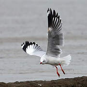 Brown-headed Gull