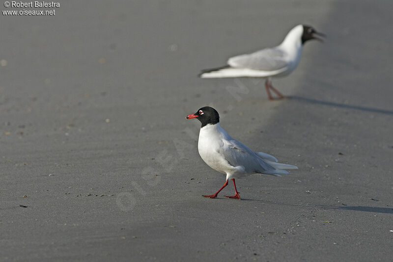 Mouette mélanocéphale