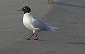 Mouette mélanocéphale