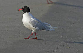 Mediterranean Gull