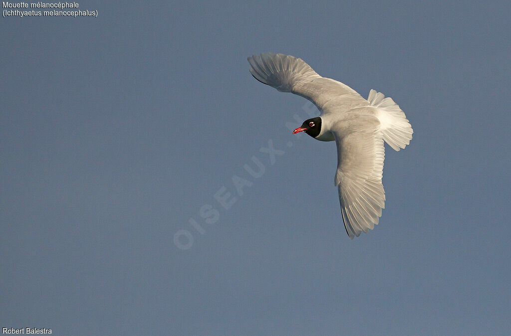 Mouette mélanocéphale