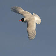 Mediterranean Gull