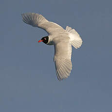 Mouette mélanocéphale