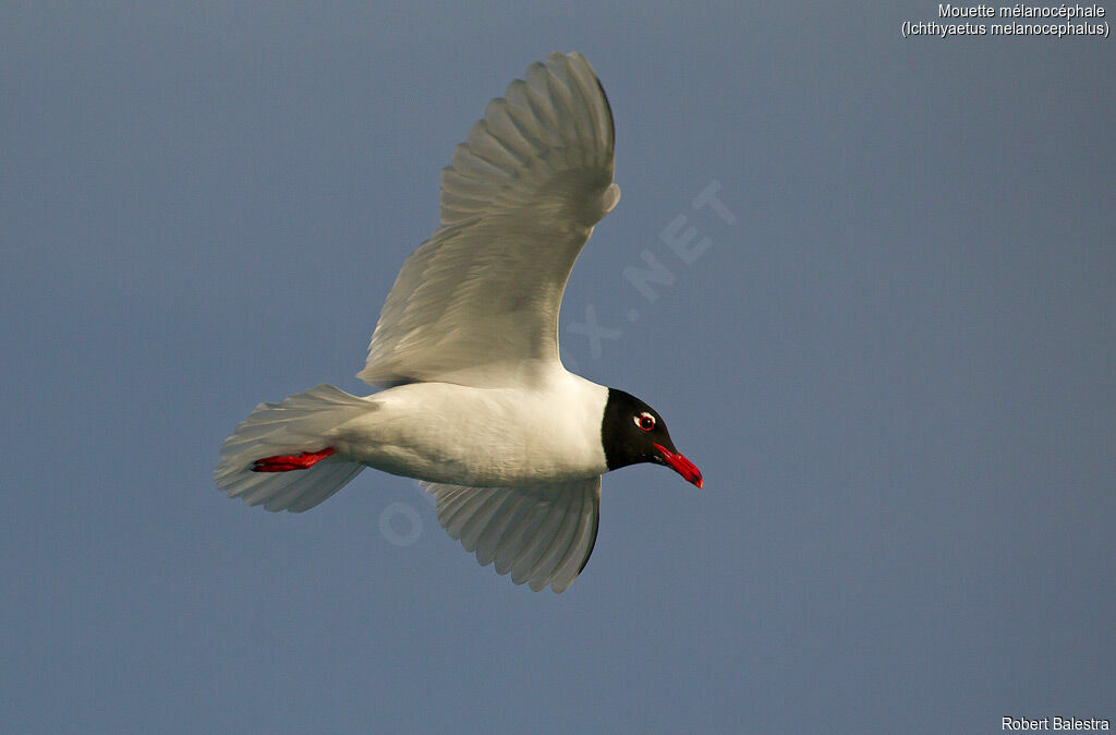 Mouette mélanocéphale