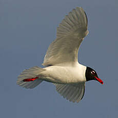 Mouette mélanocéphale