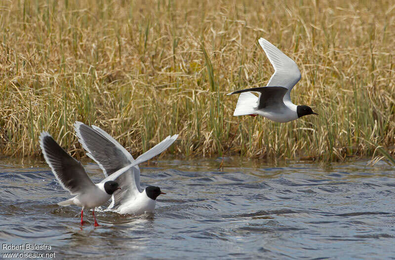 Little Gull